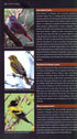 Where to Watch Birds in Ethiopia, - Gabremichael,M. & Spottiswoode,J.F.C. 2010
